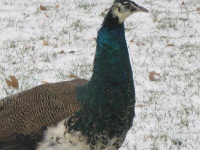 Male
