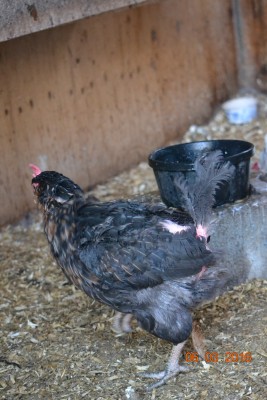 chicken4.JPG