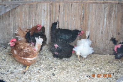 Flock1.JPG