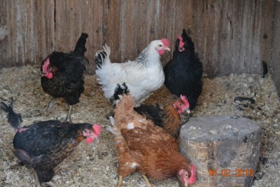 Flock3.JPG