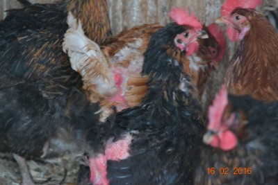 Flock2.JPG