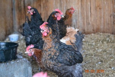 chicken3.JPG