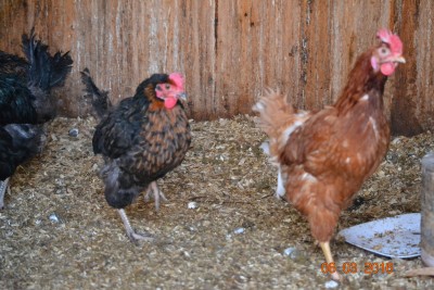 chicken1.JPG