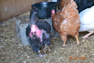 chicken5.JPG