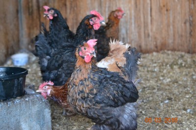 chicken2.JPG